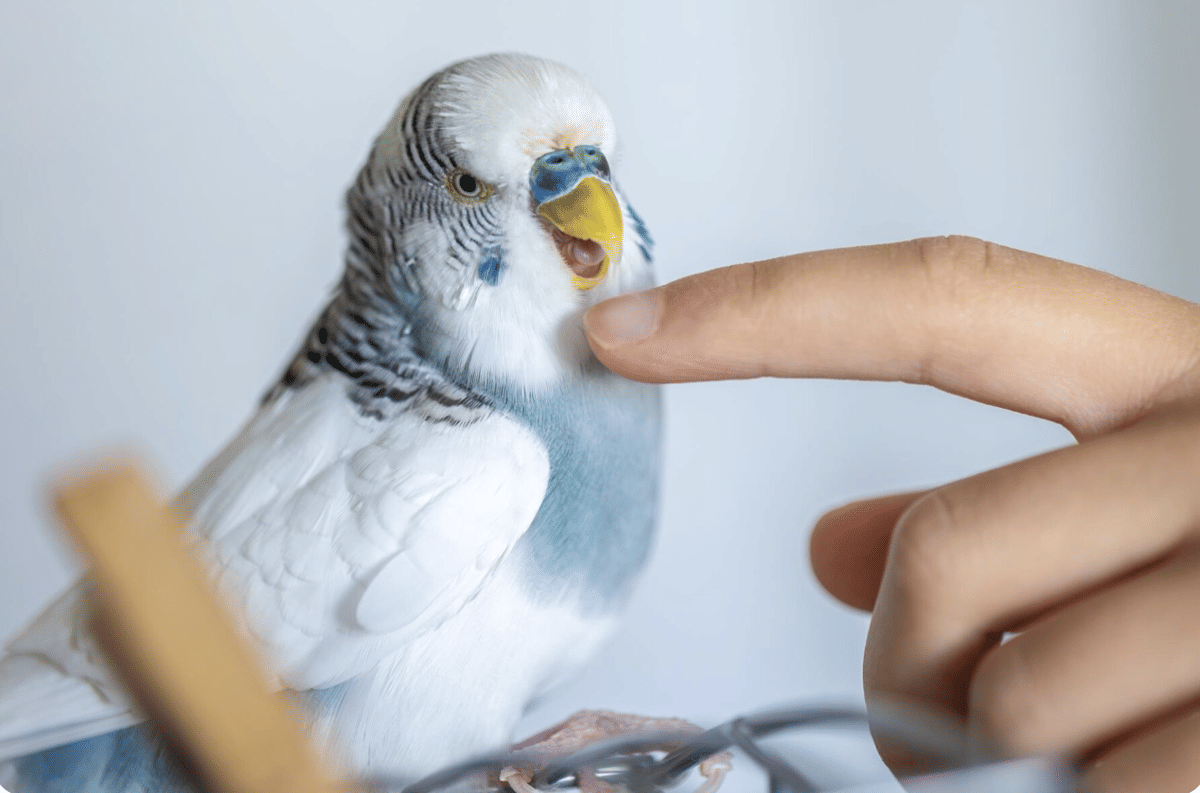 ilustrasi interaksi dengan burung